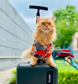 Plowy on an adventure