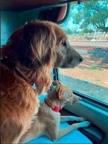 Juno and Scar during a train journey