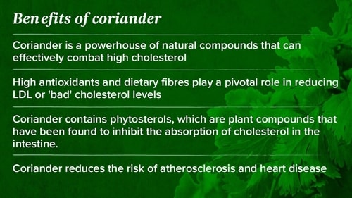 Coriander is a powerhouse of natural compounds that can effectively combat high cholesterol. Coriander is a powerhouse of natural compounds that can effectively combat high cholesterol.