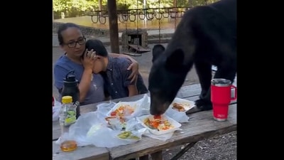 Snapshot of the bear crashing the family picnic. (X/@crazyclipsonly) Snapshot of the bear crashing the family picnic. (X/@crazyclipsonly)