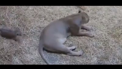 Snapshot of the lion cub sneaking on its mother. (Twitter/@buitengebieden) Snapshot of the lion cub sneaking on its mother. (Twitter/@buitengebieden)