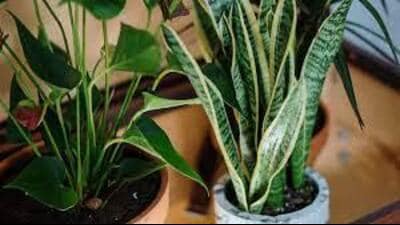 Strategically placed indoor plants greatly help in improving air quality, reveals PAU study. (HT FILE PHOTO)