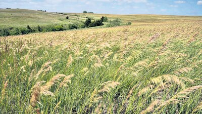 There are five grasslands which have existed in the country for centuries. (AP) There are five grasslands which have existed in the country for centuries. (AP)