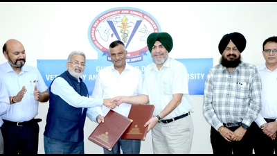 Vet varsity officials and Agrinnovate India Limited CEO during the signing of MoU in Ludhiana. (ht photo)
