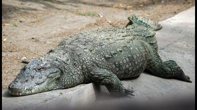 Zoo officials said the marsh crocodiles were found before the zoo opened for the public. (HT Archive) Zoo officials said the marsh crocodiles were found before the zoo opened for the public. (HT Archive)