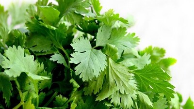 Coriander seeds promote hair growth by stimulating the roots to grow new hair, prevent hair fall, fortify hair follicles and delay premature greying. Coriander seeds promote hair growth by stimulating the roots to grow new hair, prevent hair fall, fortify hair follicles and delay premature greying. 