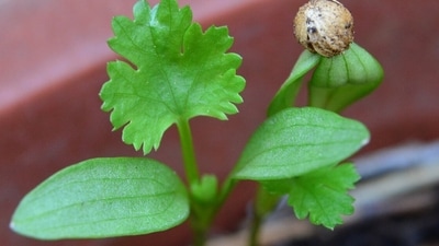 The seeds contain linoleic acid that also has pain-relieving properties to diminish irritation and can cure mouth ulcers and sores too. The seeds contain linoleic acid that also has pain-relieving properties to diminish irritation and can cure mouth ulcers and sores too.