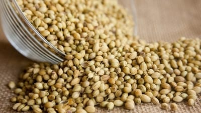 "We often underestimate the incredible treasures Mother Nature provides, and today, I want to shine a spotlight on one of her humble yet potent offerings: Dhaniya seeds, also known as coriander seeds. These tiny seeds are bursting with benefits that go way beyond just adding flavour to our dishes," writes Nutritionist Lovneet Batra in her recent Instagram post. (Pixabay) "We often underestimate the incredible treasures Mother Nature provides, and today, I want to shine a spotlight on one of her humble yet potent offerings: Dhaniya seeds, also known as coriander seeds. These tiny seeds are bursting with benefits that go way beyond just adding flavour to our dishes," writes Nutritionist Lovneet Batra in her recent Instagram post. (Pixabay)