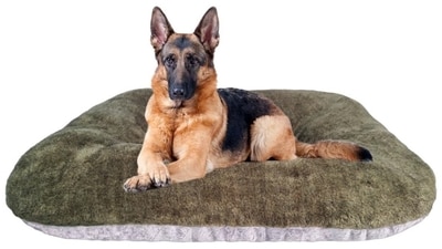 Give your furry friends comforting sleep with best dog beds. Give your furry friends comforting sleep with best dog beds.
