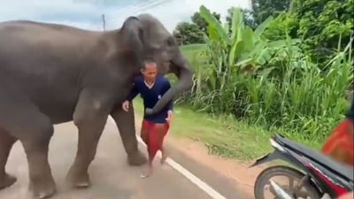 Elephant wrapped its trunk around the man, refusing to let go of him. (X/@Ananth_IRAS) Elephant wrapped its trunk around the man, refusing to let go of him. (X/@Ananth_IRAS)