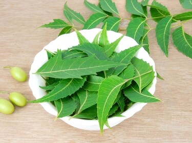 Neem has anti-inflammatory and antimicrobial properties (Shutterstock)