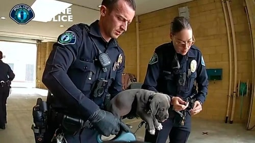 In this Wednesday, Sept. 6, 2023, video image provided by the Irvine Police Department, Irvine police officers hold a pit bull puppy that may have gotten into its owner's fentanyl stash in Irvine, Calif. The puppy was administered an overdose-reversing drug and is recovering, officials said. The dog's owners, a man and a woman, were arrested and could face charges including drug possession and animal cruelty, according to the Irvine Police Department. (AP) In this Wednesday, Sept. 6, 2023, video image provided by the Irvine Police Department, Irvine police officers hold a pit bull puppy that may have gotten into its owner's fentanyl stash in Irvine, Calif. The puppy was administered an overdose-reversing drug and is recovering, officials said. The dog's owners, a man and a woman, were arrested and could face charges including drug possession and animal cruelty, according to the Irvine Police Department. (AP)