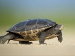 The turtle is from the same genus - Lepidochelys - as two of the world's seven living species of sea turtles - the Kemp's ridley, the world's smallest sea turtle, and the olive ridley. The turtle is from the same genus - Lepidochelys - as two of the world's seven living species of sea turtles - the Kemp's ridley, the world's smallest sea turtle, and the olive ridley.