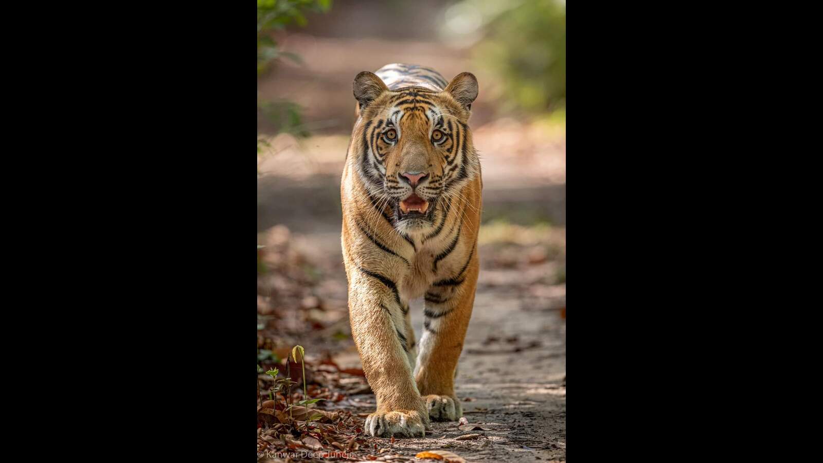 Man killed in tiger attack in Dudhwa buffer zone - Vimarsana News