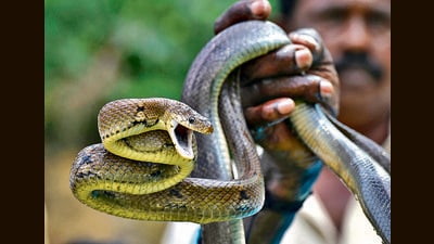 A catcher handling a snake. (Raj K Raj/HT PHOTO) A catcher handling a snake. (Raj K Raj/HT PHOTO)