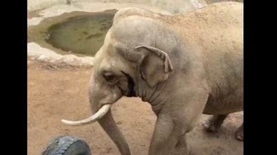 Snapshot of the elephant giving shoe back to a baby. (Twitter/@Susanta Nanda) Snapshot of the elephant giving shoe back to a baby. (Twitter/@Susanta Nanda)
