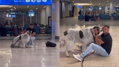 Great Pyrenees dog reuniting with its pet dad after one year. (Instagram/@ritchiethepyr) Great Pyrenees dog reuniting with its pet dad after one year. (Instagram/@ritchiethepyr)