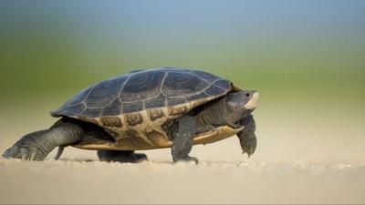 The turtle is from the same genus - Lepidochelys - as two of the world's seven living species of sea turtles - the Kemp's ridley, the world's smallest sea turtle, and the olive ridley. (Representational Image: Pixabay/Pexels) The turtle is from the same genus - Lepidochelys - as two of the world's seven living species of sea turtles - the Kemp's ridley, the world's smallest sea turtle, and the olive ridley. (Representational Image: Pixabay/Pexels)