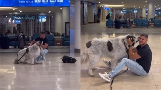 Great Pyrenees dog reuniting with its pet dad after one year. (Instagram/@ritchiethepyr)