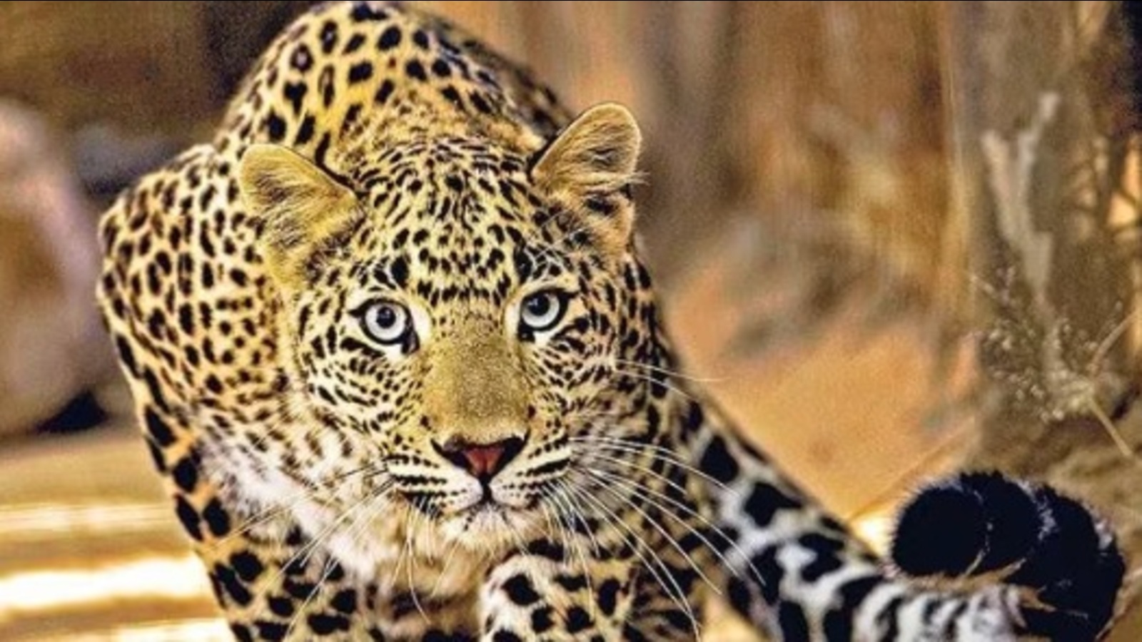 Leopard kills boy in Bijnor, 16th killing in 9 months - Vimarsana News