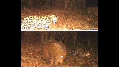 (Top) Leopard tries to intimidate boar on Sambar kill; (bottom) both eating the Sambar. (PHOTOS: JANAM JAI SEHGAL) (Top) Leopard tries to intimidate boar on Sambar kill; (bottom) both eating the Sambar. (PHOTOS: JANAM JAI SEHGAL)