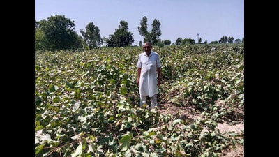 A farmer shows his damaged cotton crop in Fazilka on Monday. (Sanjeev Kumar/HT) A farmer shows his damaged cotton crop in Fazilka on Monday. (Sanjeev Kumar/HT)