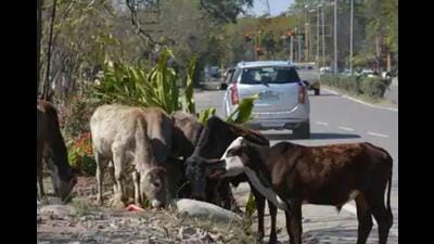 Despite collecting an amount of  ₹35.82 crore in cow cess over the past six years, the municipal corporation (MC) has been unable to control the issue of stray cattle plaguing the city. (HT File Photo)