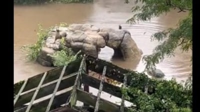 A Sea lion escaped its enclosure in NYC zoo amid heavy rain and flooding (X(formerly Twitter)/@anny25717503) A Sea lion escaped its enclosure in NYC zoo amid heavy rain and flooding (X(formerly Twitter)/@anny25717503)