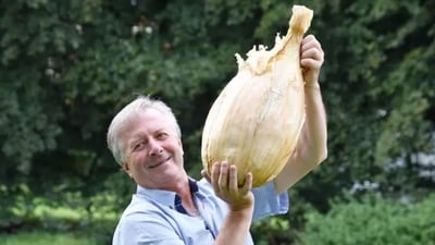 Gareth Griffin with the world’s largest onion. It weighs around 8.97 kg. (Guinness World Records. )