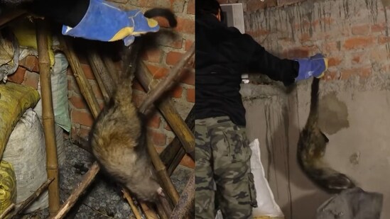 Man rescues a civet from a home. (Instagram/@murliwalehausla24)
