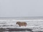 The image shows a lion looking at the Arabian Sea. 