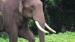 An elephant tusk weighing 8 kg has an international market value of Rs.1.5 crore (Representative Photo)