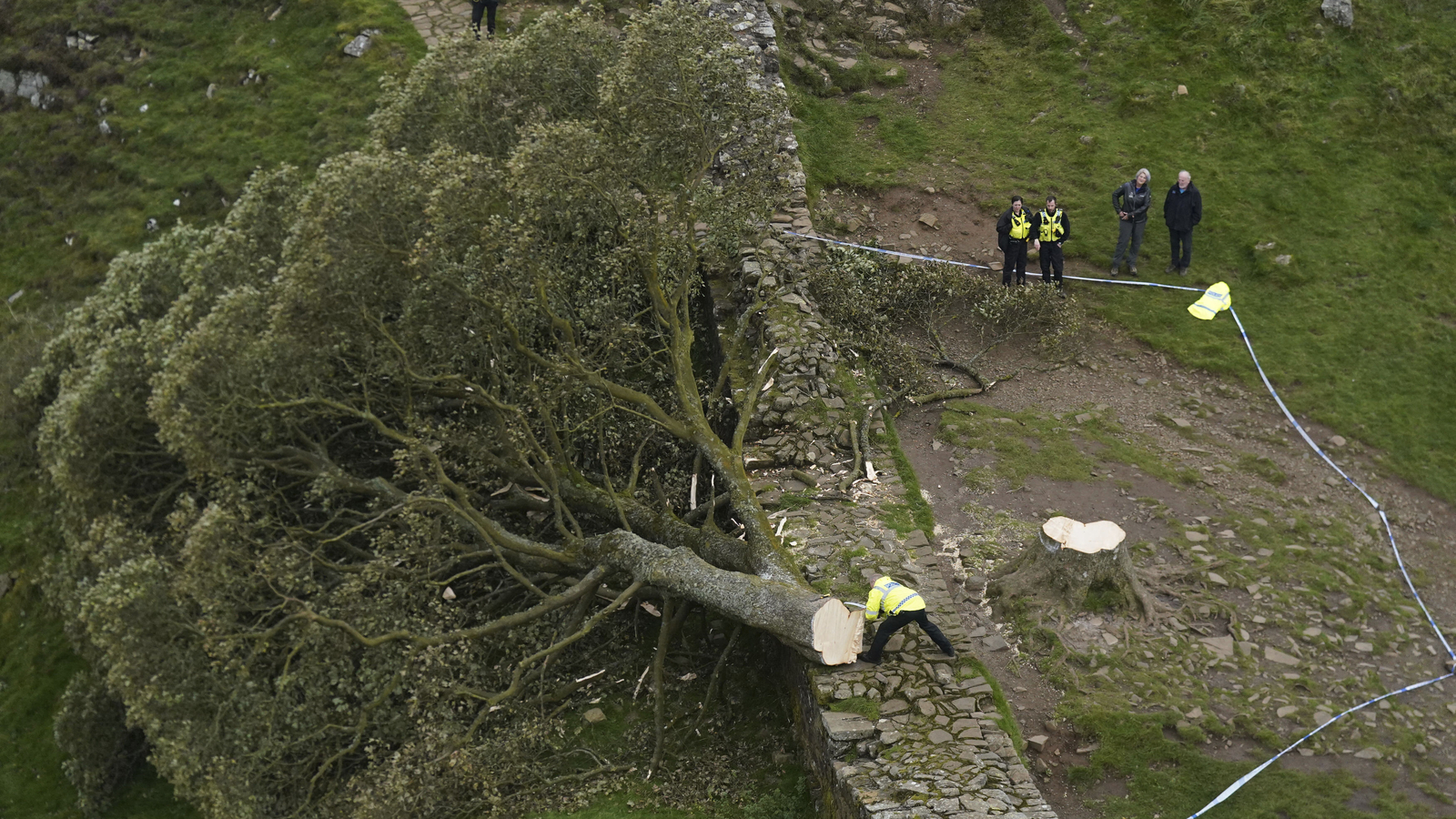 Man arrested after 300-year-old tree near Hadrian's Wall is destroyed | World News - Vimarsana News