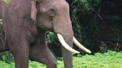 An elephant tusk weighing 8 kg has an international market value of Rs.1.5 crore (Representative Photo)