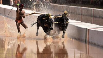 Bengaluru Kambala Samithi along with Zilla Kambala Samithi will organise Bengaluru Kambala (Namma Kambala) in Bengaluru on November 25 and 26 at Palace Grounds (File Photo) Bengaluru Kambala Samithi along with Zilla Kambala Samithi will organise Bengaluru Kambala (Namma Kambala) in Bengaluru on November 25 and 26 at Palace Grounds (File Photo)