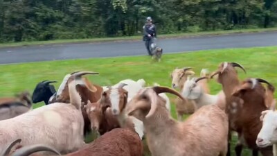 The image shows a dog rounding up goats with his human partner. (Facebook/@Carmel Police Department, NY) The image shows a dog rounding up goats with his human partner. (Facebook/@Carmel Police Department, NY)