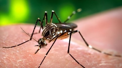 As many as 416 cases were reported in Bihar on Friday. (Shutterstock Photo/ Representational image) As many as 416 cases were reported in Bihar on Friday. (Shutterstock Photo/ Representational image)