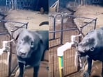 The image shows a dog using a tap to drink water. 