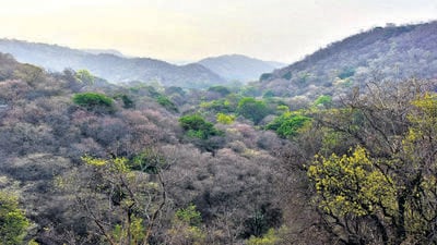 A part of the biodiversity rich sacred grove, Mangar Bani, one of the last remaining patches of primary forest in this entire region, is owned by a private company. The Haryana government in June 2016 issued a notification stating that Mangar Bani was a “no-construction zone”. (Sanjeev Verma/HT archive) A part of the biodiversity rich sacred grove, Mangar Bani, one of the last remaining patches of primary forest in this entire region, is owned by a private company. The Haryana government in June 2016 issued a notification stating that Mangar Bani was a “no-construction zone”. (Sanjeev Verma/HT archive)