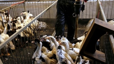 France Bird Flu: A farmer looks at Mulard ducks at a poultry farm in Montsoue, France. (Reuters)