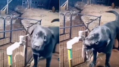 The image shows a dog using a tap to drink water. (Screengrab) The image shows a dog using a tap to drink water. (Screengrab)