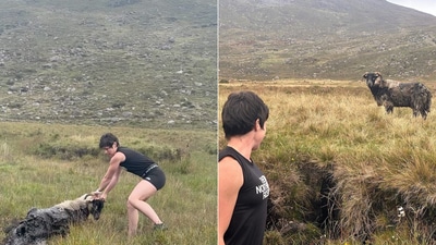 The image shows a hiker rescuing a sheep. (Instagram/@adventures_with_lynne) The image shows a hiker rescuing a sheep. (Instagram/@adventures_with_lynne)