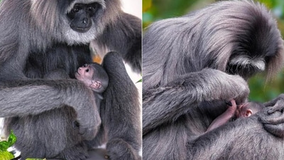 The image shows a newborn silvery gibbon with its mother. (Instagram/@curraghswildlifepark) The image shows a newborn silvery gibbon with its mother. (Instagram/@curraghswildlifepark)