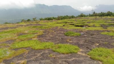 Samples from 30 sites in Konkan and the adjoining western ghat areas were collected as part of the research. (HT PHOTO) Samples from 30 sites in Konkan and the adjoining western ghat areas were collected as part of the research. (HT PHOTO)