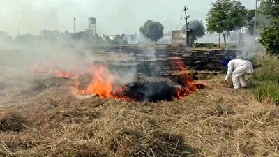 Stubble burning in a field at Daduana village in Amritsar. (ANI) Stubble burning in a field at Daduana village in Amritsar. (ANI)
