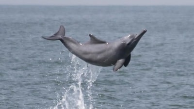 According to the Mamiraua Institute, a research facility funded by the Brazilian Ministry of Science, these dolphins were found in Lake Tefe. (File) According to the Mamiraua Institute, a research facility funded by the Brazilian Ministry of Science, these dolphins were found in Lake Tefe. (File)