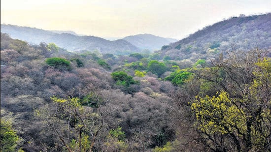 A part of the biodiversity rich sacred grove, Mangar Bani, one of the last remaining patches of primary forest in this entire region, is owned by a private company. The Haryana government in June 2016 issued a notification stating that Mangar Bani was a “no-construction zone”. (Sanjeev Verma/HT archive)