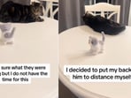 The image shows the cat with the kitty. 