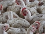 South Africa Bird Flu: Chickens on a chicken farm in Lichtenburg, South Africa. South Africa Bird Flu: Chickens on a chicken farm in Lichtenburg, South Africa.