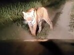Snapshot of the tiger in the sugarcane field.